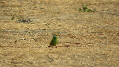 Merops orientalis