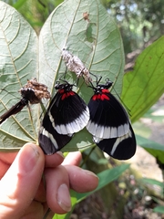 Heliconius eleuchia