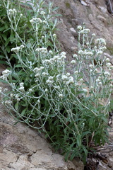 Pseudognaphalium biolettii