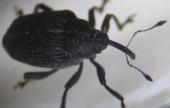 Ceutorhynchus roberti