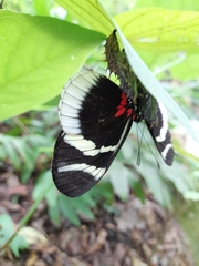 Heliconius eleuchia
