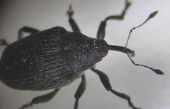 Ceutorhynchus roberti