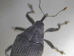 Ceutorhynchus roberti