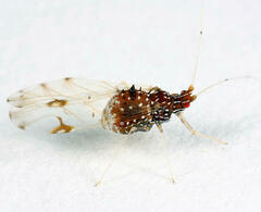 Drepanaphis carolinensis