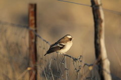 Plocepasser mahali mahali