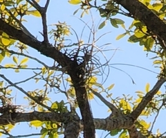 Tillandsia recurvata