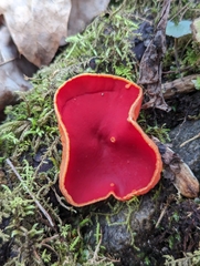 Sarcoscypha austriaca