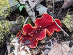 Sarcoscypha austriaca