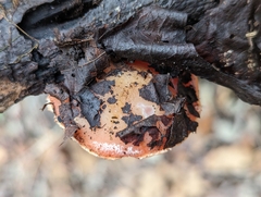 Sarcoscypha austriaca