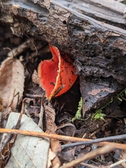 Sarcoscypha austriaca