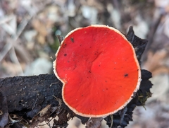Sarcoscypha austriaca