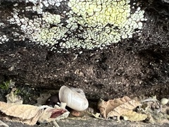 Sonorella allynsmithi
