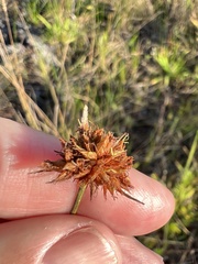 Rhynchospora ciliaris