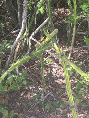 Acanthocereus tetragonus