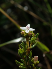Arcytophyllum thymifolium