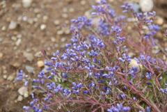 Polygala gnidioides