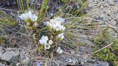 Gentianella corymbifera