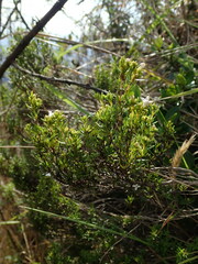 Arcytophyllum thymifolium