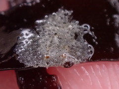 Cryptosula pallasiana