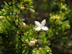 Arcytophyllum thymifolium