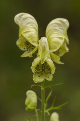 Aconitum anthora
