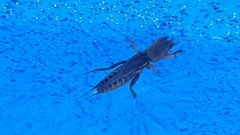 Gryllotalpa australis