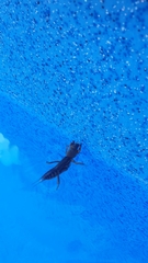 Gryllotalpa australis