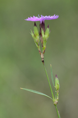 Dianthus collinus