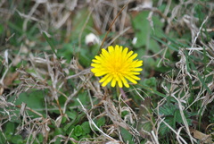Taraxacum