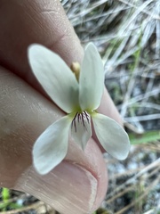 Viola vittata