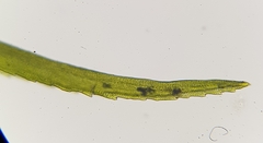 Ptychomitrium polyphyllum