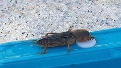 Gryllotalpa australis