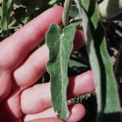 Oxypetalum solanoides