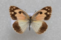 Colotis phisadia