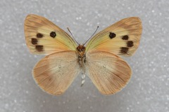 Colotis phisadia
