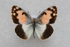 Colotis phisadia