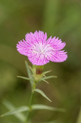 Dianthus collinus