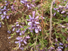 Polygala gnidioides