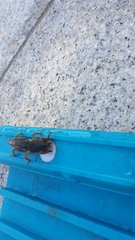 Gryllotalpa australis