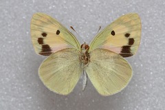 Colotis phisadia