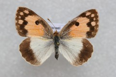 Colotis phisadia