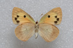 Colotis phisadia