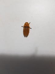 Monecphora cingulata