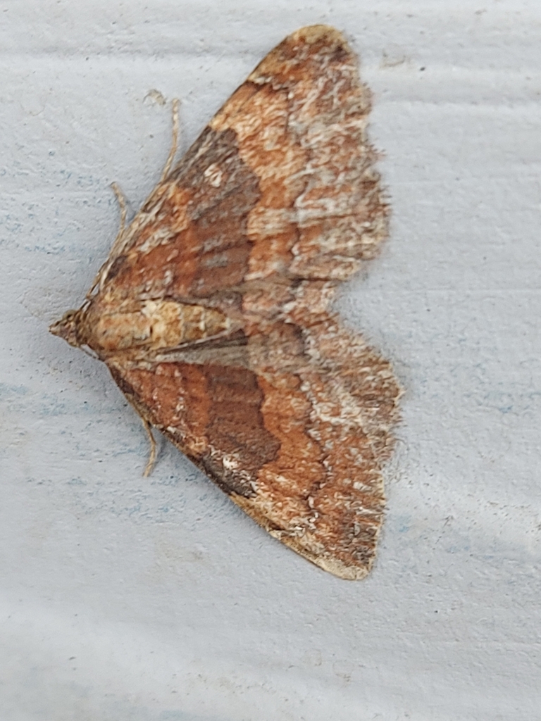 Orthonama plemyrata