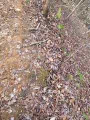 Thalictrum thalictroides