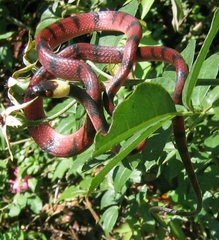 Siphlophis compressus