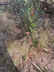 Syngonanthus flavidulus