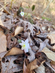 Thalictrum thalictroides