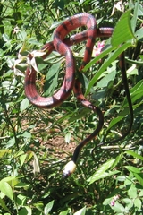 Siphlophis compressus