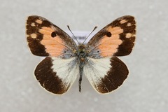 Colotis phisadia